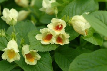weigela middendorffiana