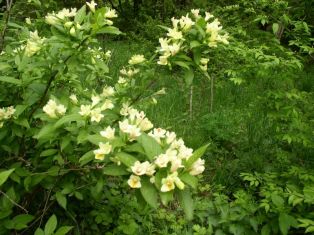 weigela middendorffiana