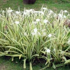 hymenocallis littoralis variegata