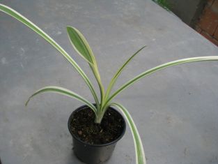 hymenocallis littoralis variegata