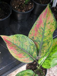 aglaonema "heng heng"