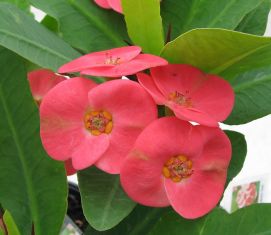 Euphorbia millii "sab jarern suk" - trnová koruna hybrid