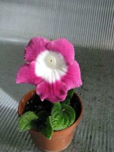 streptocarpus "zuza pink"