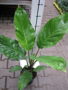 tacca chantrieri "green mystery"