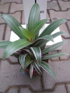 Tradescantia sitara