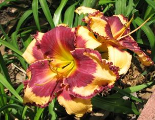 Hemerocallis "sabine bauer" - denivka