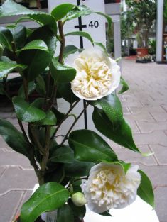 camellia "brushfield´s yellow"