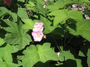 rubus odoratus - ostružinec vonný