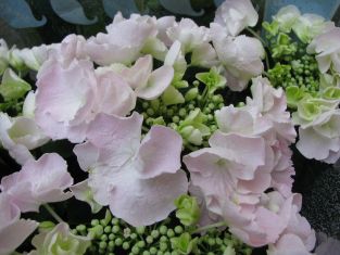 Hydrangea macr. "hovaria hobella"