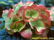 hydrangea macr. "hovaria hobella" - hortenzie