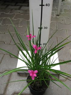 rhodhypoxis milloides "twinkle star claret"
