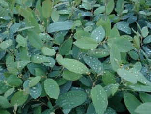 fothergilla gardenii "blue mist"