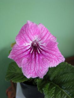 streptocarpus "olesia"