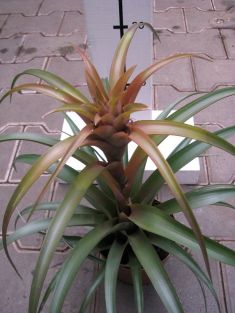 tillandsia orange