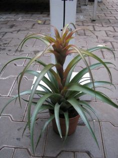 tillandsia orange