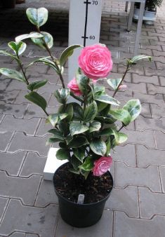camellia variegata "kerguelen"