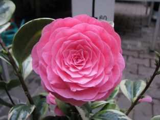 camellia variegata "kerguelen"