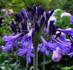 Agapanthus "black pantha"