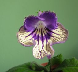 streptocarpus "VW Touareg"