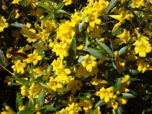 gelsemium / bignonia sempervirens