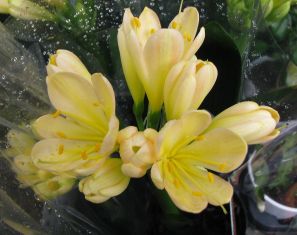 clivia miniata "white lips"  yellow