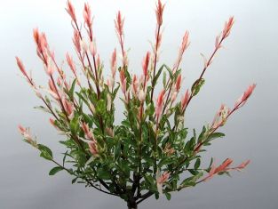 salix integra  "flamengo"