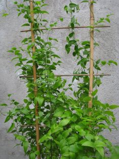 asparagus medeoloides (asparagoides)