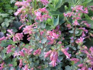 origanum  "bristol´s cross "