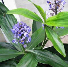 dichorisandra thyrsifolia