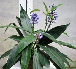 dichorisandra thyrsifolia