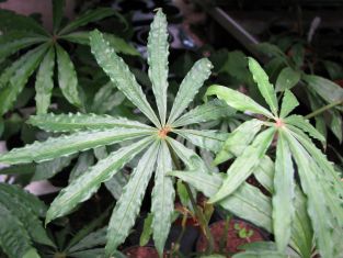 anthurium polyschistum "tweed"