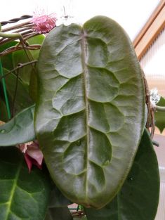 hoya megalaster