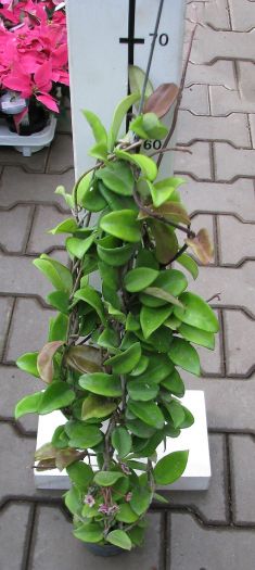 hoya carnosa "krimson"
