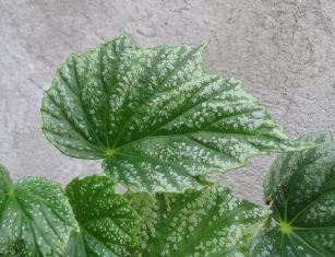 begonia palmata "snow splash"