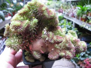 sedum rupestre "cristatum"