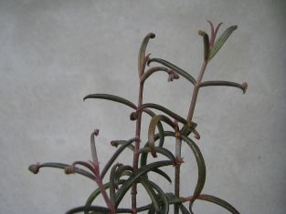 bryophyllum scandens "espalier"