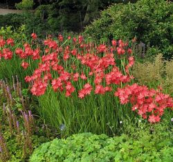 schizostylis coccinea "major"