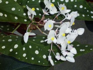 begonia maculata "wightii"