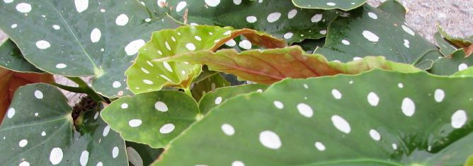 begonia maculata "wightii"