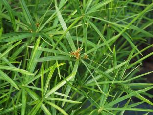 cyperus alternifolius "gracilis"