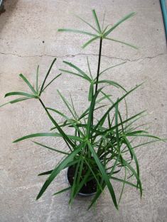 cyperus gracilis