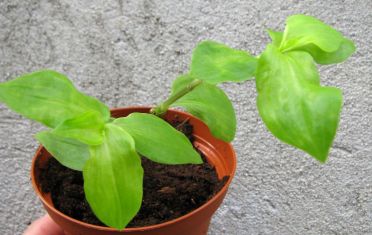 tradescantia fluminensis "aurea"