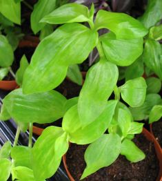 tradescantia fluminensis "aurea"