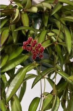 hoya longifolia "china beans"