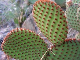 opuntia microdasys rufida