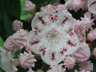 kalmia latifolia " tofka" - kalmie