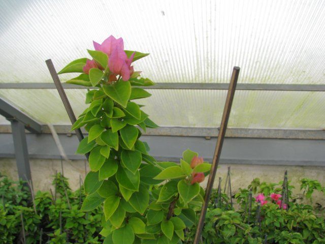 Bougainvillea glabra 