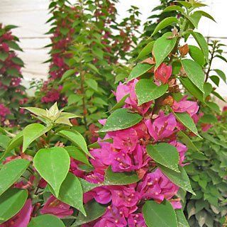 Bougainvillea glabra 