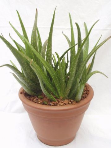 Aloe vera "sweet"