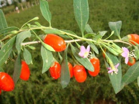 Goji, lycium chinense "shanghai express"